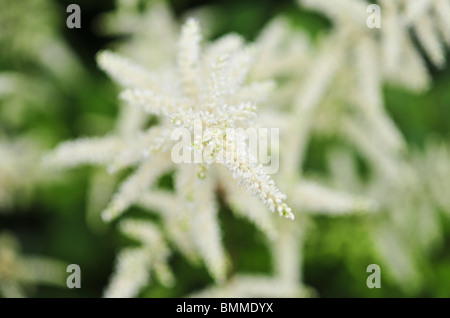 Astilbe Arendsii weiße Königin Stockfoto