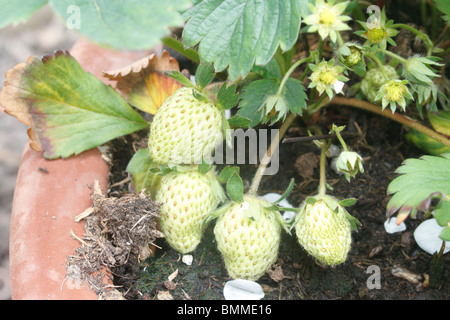 Unreife Erdbeeren Fragaria Ananassa (Erdbeere) wachsen in einem "Erdbeer Topf Stockfoto