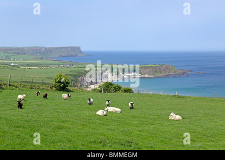 Whitepark Bay, County Antrim, Nordirland Stockfoto