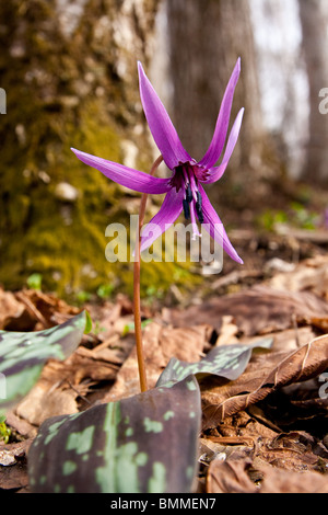 Katakuri keine Hana oder Hunde Zahn violett, (Erythronium Japonicum) blühen bis in den bergigen Wäldern des Togakushi, Japan. Stockfoto