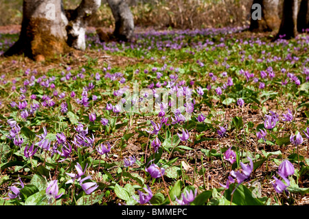 Katakuri keine Hana oder Hunde Zahn violett, (Erythronium Japonicum) blühen bis in den bergigen Wäldern des Togakushi, Japan. Stockfoto