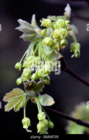 Acer X coriaceum 'Macrophyllum"(A. Monspessulanum x A. Pseudoplatanus) dänische Acer Blütenknospe Blüte Blüte Frühling Stockfoto