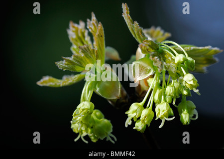 Acer X coriaceum 'Macrophyllum"(A. Monspessulanum x A. Pseudoplatanus) dänische Acer Blütenknospe Blüte Blüte Frühling Stockfoto