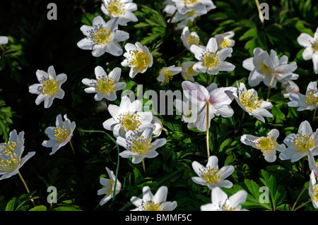 Anemone Blanda Grecian Windflower Tuberöse mehrjährige gänseblümchenartigen Frühjahr blühende weiße Blume Blüte Stockfoto