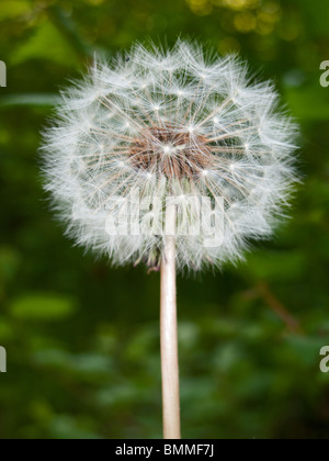 Gemeinsamen Löwenzahn Taraxacum officinale Stockfoto