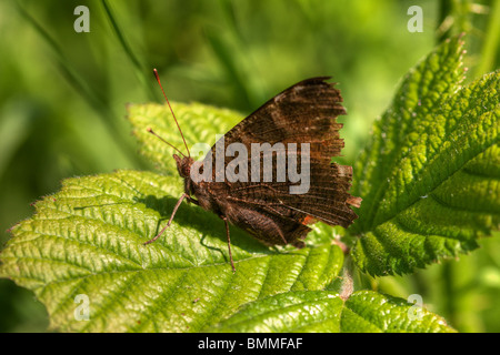 Ein Schmetterling sitzt auf einem Blatt in der Sonne Stockfoto
