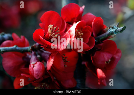 Blühende Quitte Chaenomeles Speciosa Ätna Sorte winterhart Strauch rote Blumen Frühling Blume Blüte Blüte Stockfoto