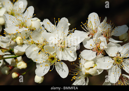 Mexikanische Plum blüht Stockfoto