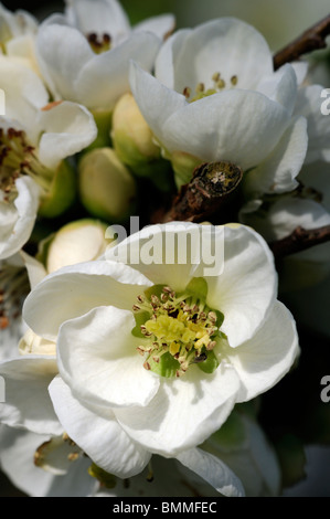 Blühende Quitte Chaenomeles Speciosa Ätna Sorte winterhart Strauch weiße Blüten Frühling Blume Blüte Blüte Stockfoto