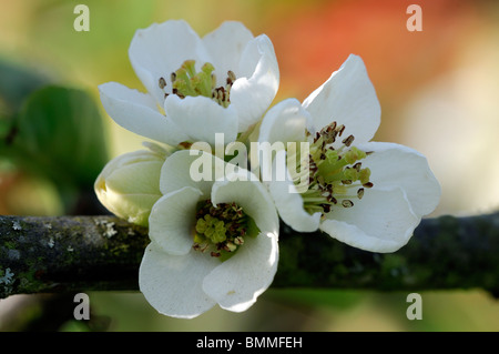 Blühende Quitte Chaenomeles Speciosa Ätna Sorte winterhart Strauch weiße Blüten Frühling Blume Blüte Blüte Stockfoto