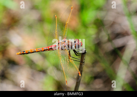 Bunte Meadowhawk Stockfoto