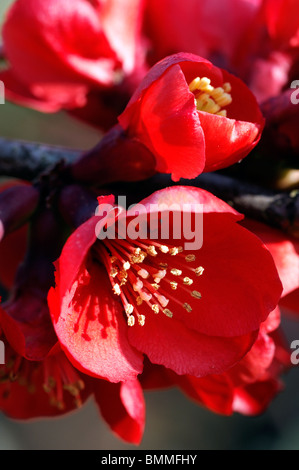 Chaenomeles Superba Boule de Feu blühende Quitte Sorte winterhart