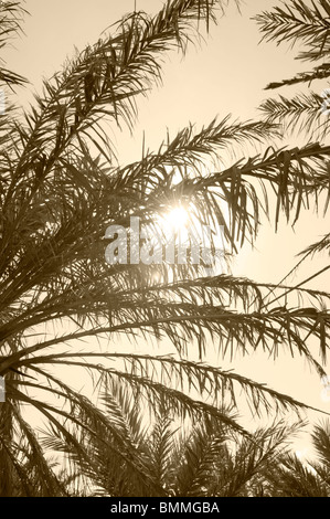 Sonne durch Palmen in Spanien (Sepia Bild) Stockfoto