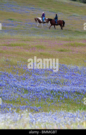 Zwei Frauen reiten Pferde in einem bunten Wildblumen in Zentral-Kalifornien Stockfoto