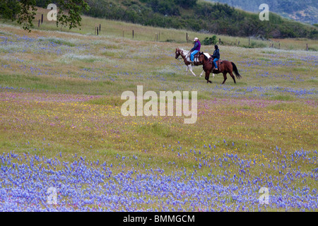 Zwei Frauen reiten Pferde in einem bunten Wildblumen in Zentral-Kalifornien Stockfoto