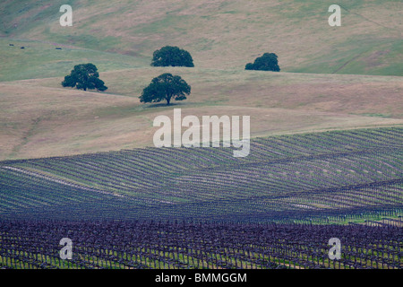 Bereich der Weinreben und Live Eichen in den sanften Hügeln von einer Zentral-Kalifornien-vinyeard Stockfoto