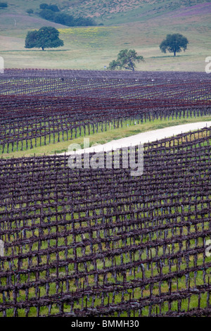 Weg durch die Reihen der Weinstöcke in einem Weinberg mit Live Eichen in den sanften Hügeln von Zentral-Kalifornien Stockfoto