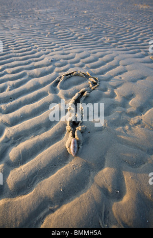 Olive-Meeresschnecke, die ein Fragezeichen auf eine Sandbank im Golf von Mexiko gemacht hat mit Buchstaben Stockfoto