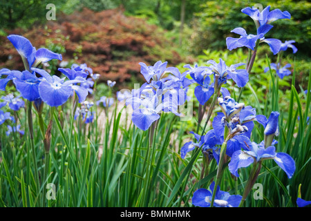 Iris sibirica Stockfoto