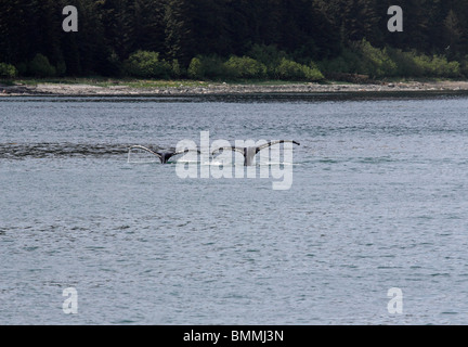 Buckelwale-Mutter und Kind vor eisigen Straits Punkt Alaskas Stockfoto
