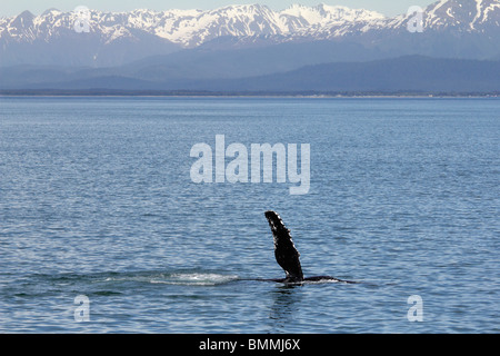 Buckelwale-Fluke winken vor eisigen Straits Punkt Alaskas Stockfoto