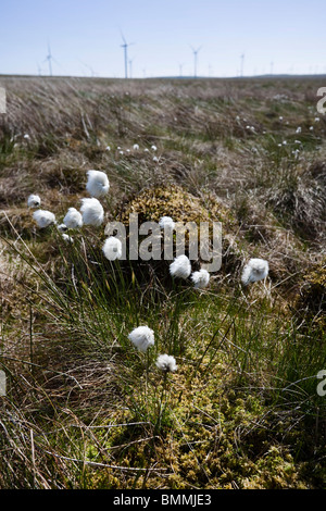 Moorland Wollgras im Wind wehen, mit Windkraftanlagen auf dem Horizont, in der Nähe von Eaglesham, Glasgow, Schottland, Großbritannien Stockfoto