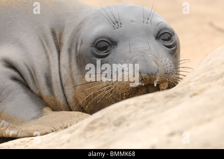 Stock Foto von einem nördlichen See-Elefanten Verlegung in den Sand zu Ano Nuevo Reserve, California. Stockfoto