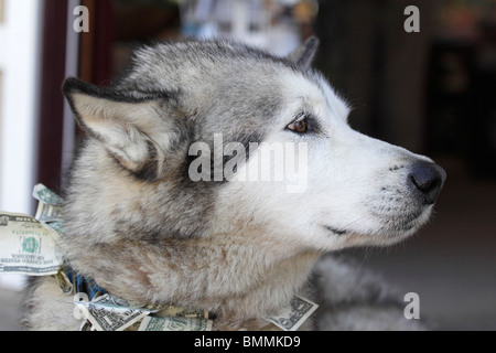 Geld Hund - verschlafenen alten husky außen laden in Ketchikan, Alaska 1 Stockfoto