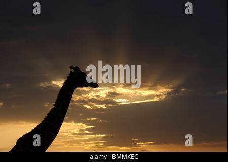 Silhouette Giraffe (Giraffa Giraffe) am Sonnenuntergang, Masai Mara Game Reserve, Kenia Stockfoto