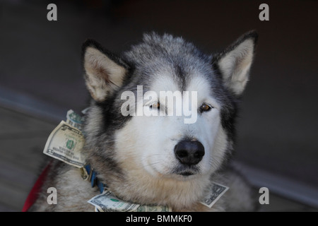 Geld Hund - verschlafenen alten husky außen laden in Ketchikan, Alaska 2 Stockfoto