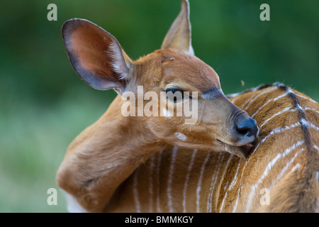 Nyala (Tragelaphus Angasii) Pflege, Limpopo Provinz, Südafrika Stockfoto