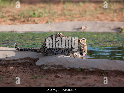 Leopard (Panthera Pardus) trinken am Wasserloch, Namibia Stockfoto