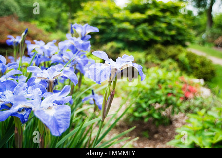 Iris sibirica Stockfoto