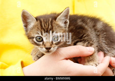 Kätzchen. Stockfoto