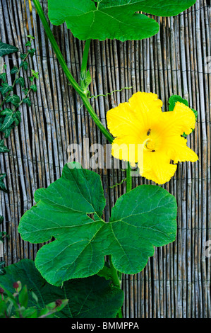 Eine gelbe Gurke Blume auf einem Weinstock einen Zaun aufwachsen. Eine Biene besuchen die Blume, sie zu befruchten. Stockfoto