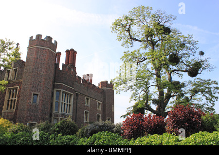 Mistel auf Baum vor Hampton Court Palace, East Molesey, Surrey, England, Großbritannien, Deutschland, UK, Europa Stockfoto