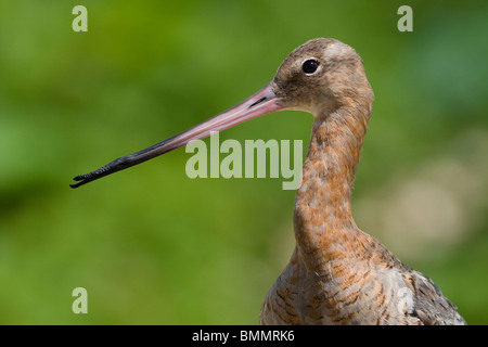 Schwarz Tailed Uferschnepfe, Limosa Limosa, Norfolk, Großbritannien Stockfoto