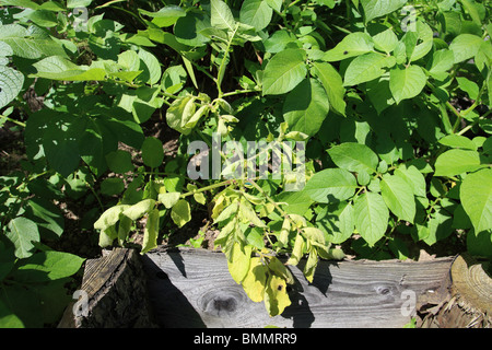 Kartoffel schwarze Pfote (Erwinia Carotovora Var Atroseptica) der oberen Flugblätter CURL nach innen und Drehen gelb-grün Stockfoto