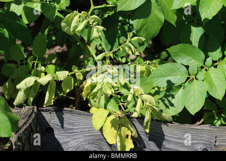 Kartoffel schwarze Pfote (Erwinia Carotovora Var Atroseptica) der oberen Flugblätter CURL nach innen und Drehen gelb-grün Stockfoto