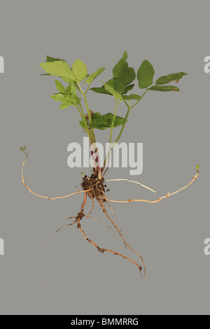 GROUND ELDER (Aegopodium Podgraria) schließen sich der Wurzelsystem Stockfoto