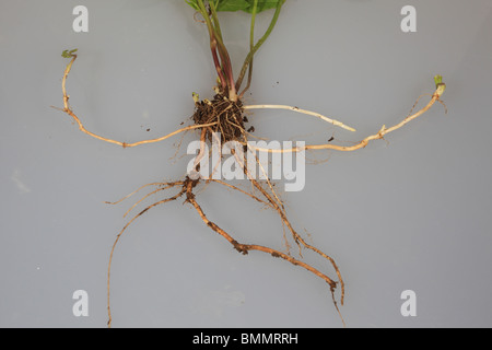 GROUND ELDER (Aegopodium Podgraria) schließen sich der Wurzelsystem Stockfoto