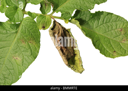 KARTOFFELFÄULE (Phytophthora Infestans) zeigt infiziert Blatt TOP Oberfläche Ausschneiden Stockfoto