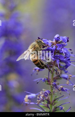 HONIGBIENE (Apis Melifera) nehmen Nektar von Blume Stockfoto