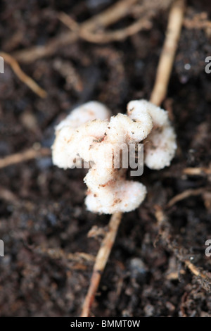 STICKSTOFF-FIXIERUNG - KNÖTCHEN AUF SAUBOHNE WURZELN Stockfoto