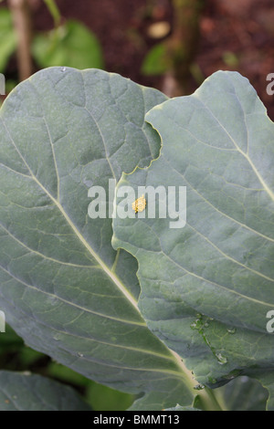 GROßER weißer Schmetterling (Pieris Brassicae) legt seine EGGSIN kleine Gruppen ON TOP Oberfläche von KOHLBLATT Stockfoto