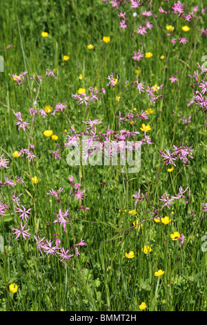 RAGGED ROBIN (Lychnis Flos-Cuculi) Blüte IN feuchten Wiese Stockfoto