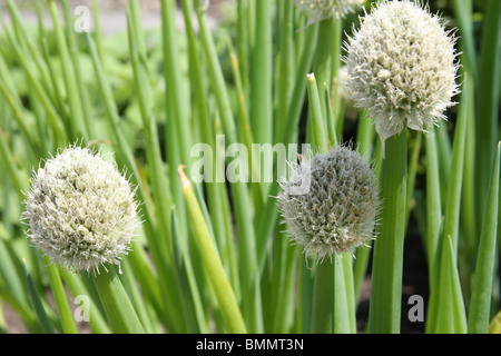 Waliser Zwiebel (Allium Fistulosum) CLOSE UP OF FLOWERS Stockfoto