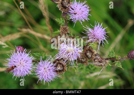 CREEPING THISTLE (Cirsium Arvense) CLOSE UP von FLOWERHEAD TOP VIEW Stockfoto