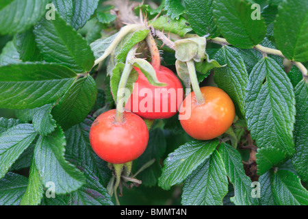 ROSE (Rosa Rugosa) schließen sich der Hüften Stockfoto