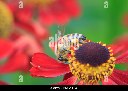 HONIGBIENE (Apis Melifera) nehmen Nektar von Blume Stockfoto